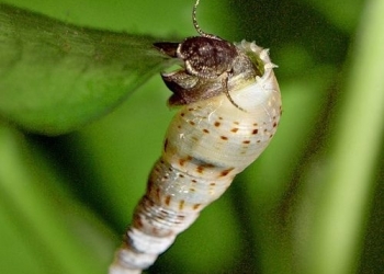 Улитка Мелания (Melanoides )