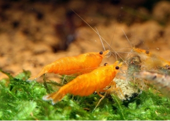 КРЕВЕТКА ОРАНЖЕВАЯ - НЕОКАРДИНА