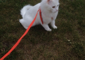 Выгул и уход за домашними питомцами