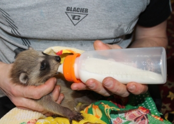 Продажа щенка-енота