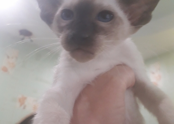 Продаются котята