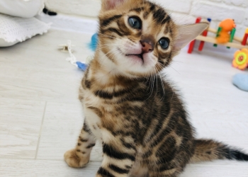 Продам Бенгальских котят