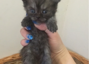 Котята шотландцы!!!