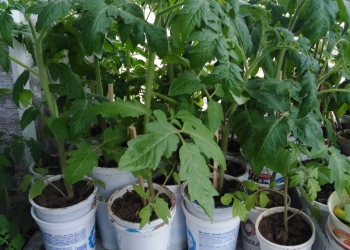 Рассада помидоров