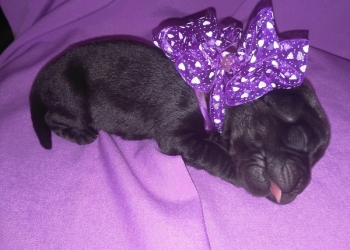 щенки лабрадора