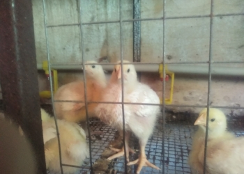 Цыплята бройлеры