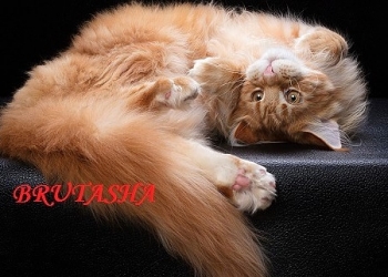Котята-мейн кун