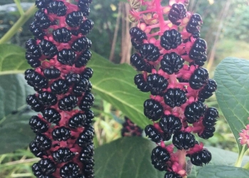 Уличные многолетники