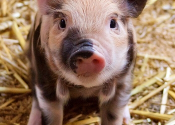 Поросята мини