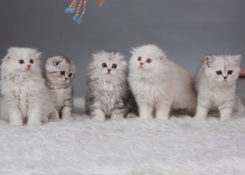 Шотландские котята