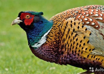 Инкубационное яйцо фазана охотничьего