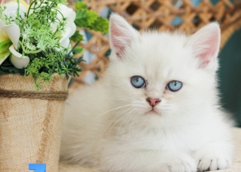 британские котята