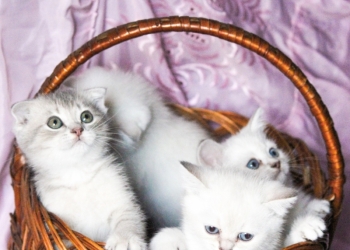 британские котята