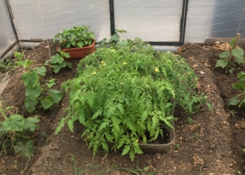 Рассада помидор