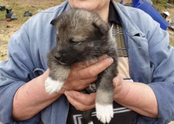 Отдам в добрые руки щенков
