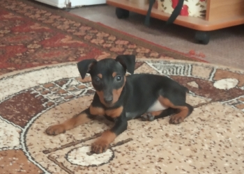 Продается щенок