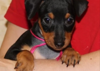 Продается щенок