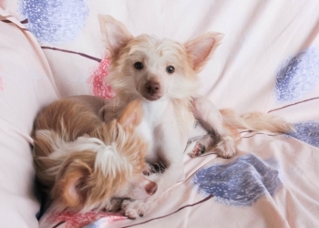 Шоколадная девочка