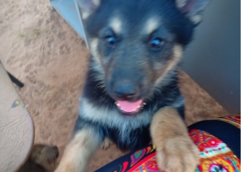 Щенки немецкой овчарки