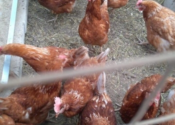 Куры несушки