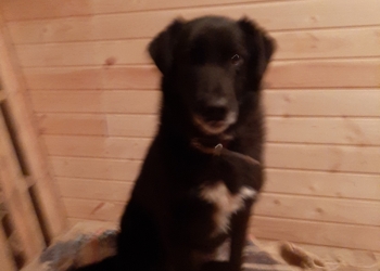 В добрые руки