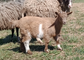 Продам или поменяю