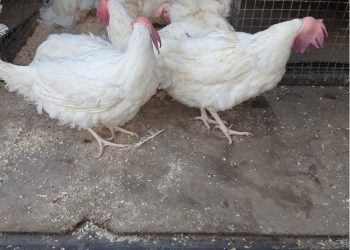 Несушки с доставкой