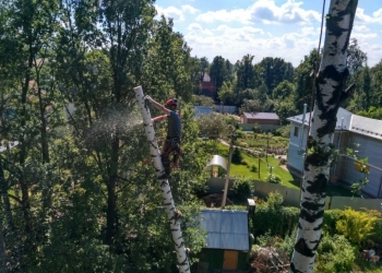 Удалить дерево, спилить деревья, обрезка деревьев