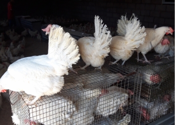Куры белые несутся