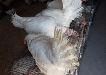 Куры оптом и в розницу