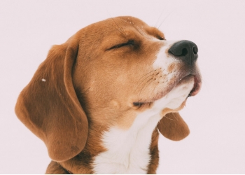 Передержка собак