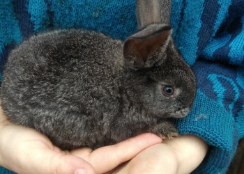 Кролики 1-месячные