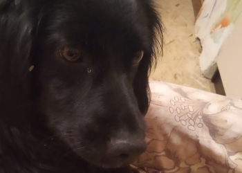 ОТДАМ СОБАКУ В ДОБРЫЕ РУКИ