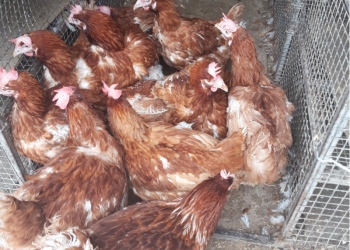 Куры несушки