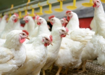 Бройлер на убой