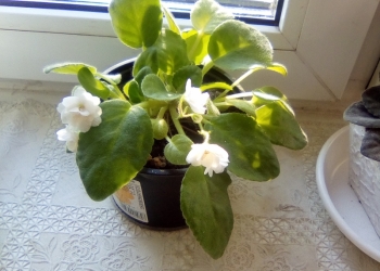 Фиалка мелкая