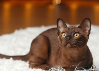 Норковые котята