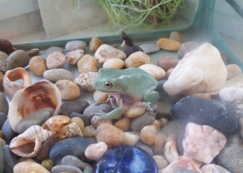 Австралийская голубая квакша