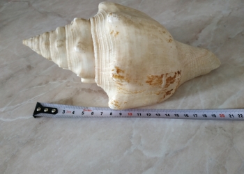 Раковины для аквариума