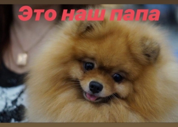 Продаю шпица, девочку