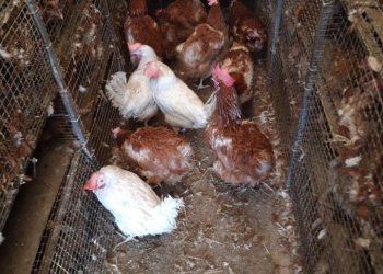 КУБАНСКИЕ КУРЫ