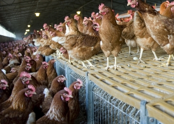 яйценоски красные