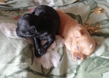 Щенки тойчики