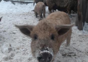 Поросята Венгерской мангалици