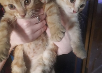 Отдам котят в хорошие руки.
