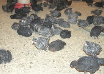 Продам цыплят доминант