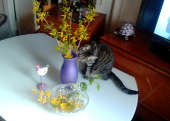 котенок тверь