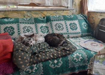 котенок тверь