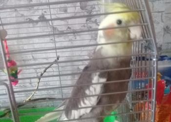 Продам попугая Корелл