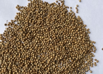 Продам кориандр